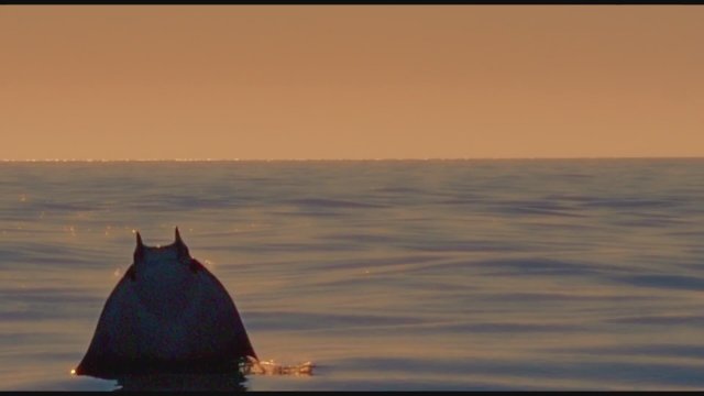 Earth: One Amazing Day (2017) Fragman