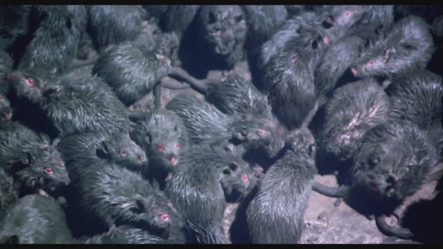 Rats: Night of Terror (1984) Fragman