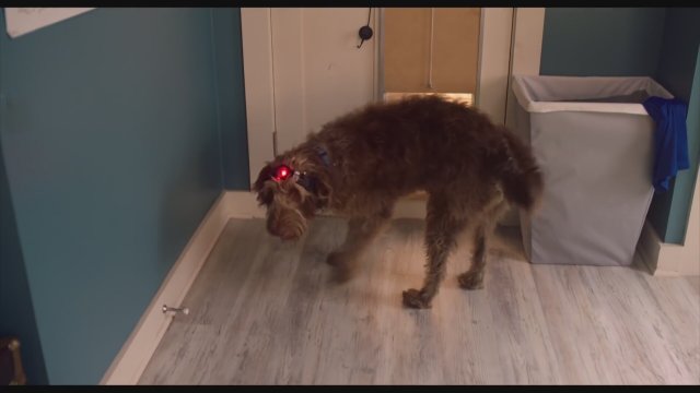 Think Like a Dog 2020 Fragman