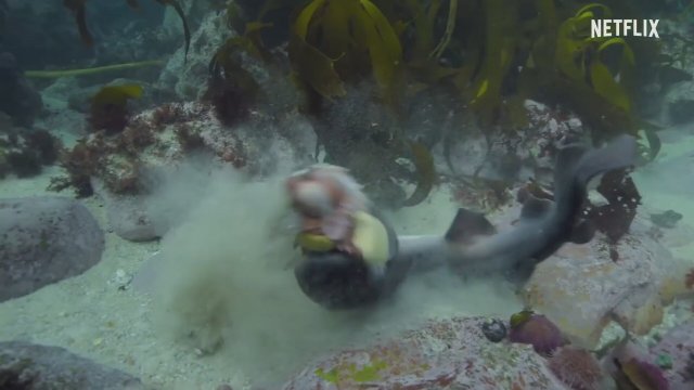 Ahtapottan Öğrendiklerim (2020) Fragman