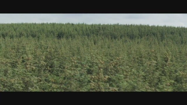 Kindred (2020) Fragman