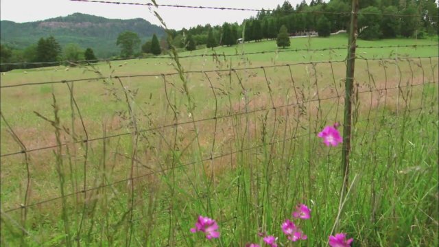 Puppy Swap: Love Unleashed (2019) Fragman