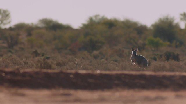 Buckley's Chance (2021) Fragman