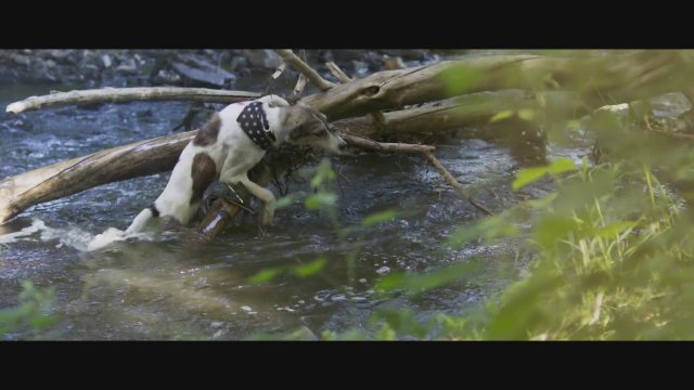 Gump - pes, který naucil lidi zít (2021) Fragman