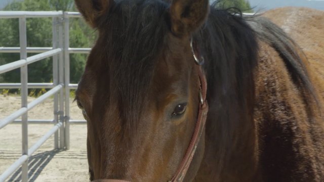 Ace & the Christmas Miracle (2021) Fragman