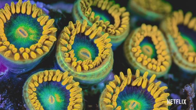 Baloncuk: Resifin Mucizeleri (2021) Fragman