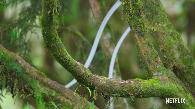 Kuşlarla Dans (2019) - Fragman