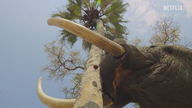 Cennette Yaşam Savaşı: Bir Aile Masalı (2022) Fragman