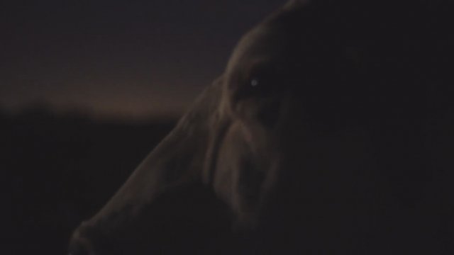 İnek (2021) Fragman