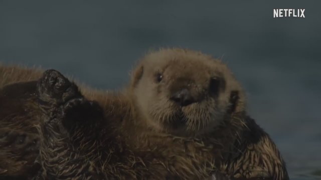 Wild Babies Trailer (2022)