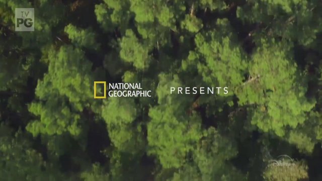 Meet the Chimps trailer (2020- ) 