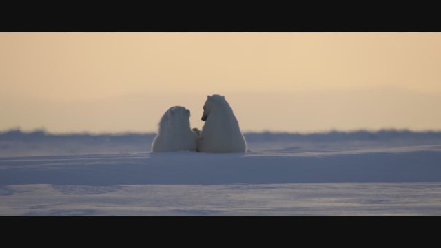 Disneynature’s Polar Bear Trailer
