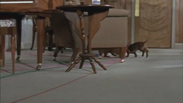 The Ugly Daschund Fragman