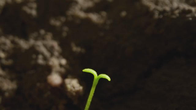 The Green Planet (2022) Fragman