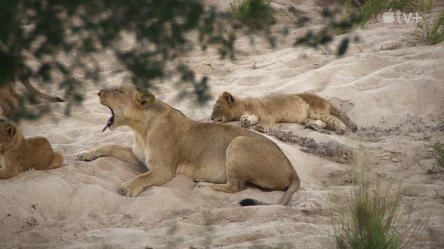 The Reluctant Traveler (2023) Fragman