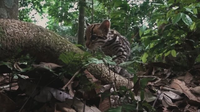 Yaban Kedisi (2022) Türkçe Altyazılı Fragman