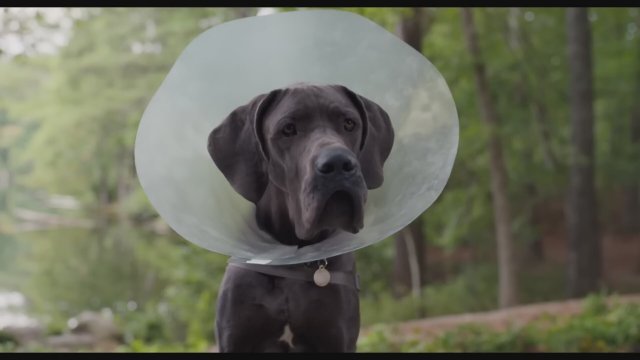 Strays (2023) Fragman