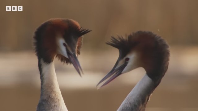 Wild Isles (2023) Fragman