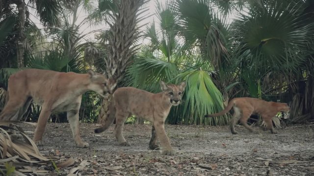 Path of the Panther (2022) - Fragman