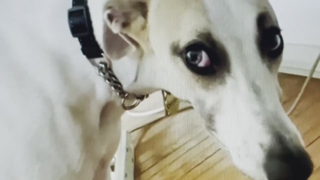 Rotting in the Sun (2023) Fragman