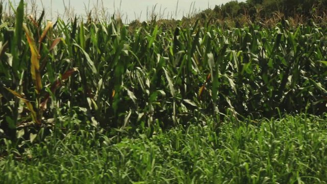 The Night of the Harvest (2024) Fragman