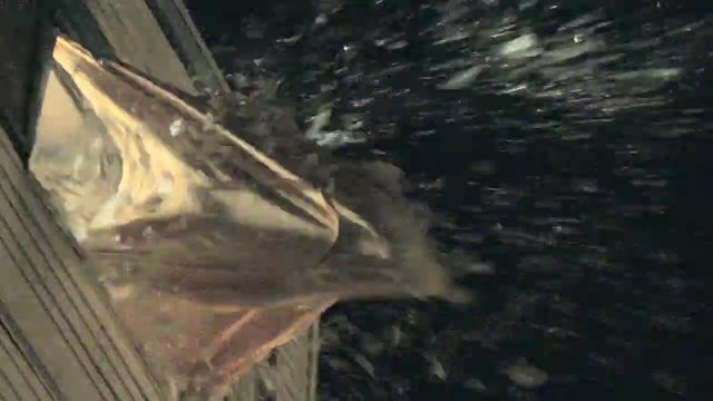 Tehlikeli Yabancı (2010) Fragman