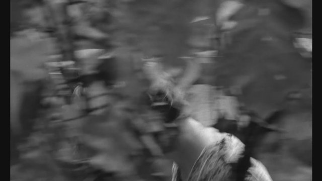 Spring Night Summer Night (1967) Fragman