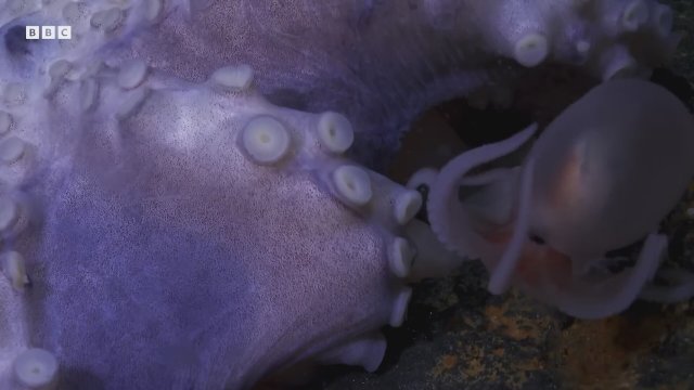 Planet Earth 3 (2023) - Fragman