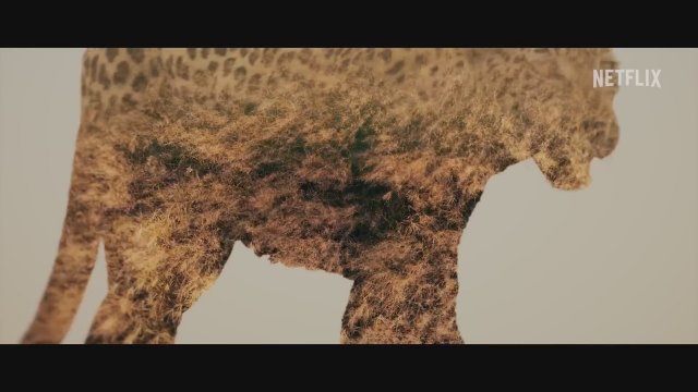 Living with Leopards (2024) Fragman