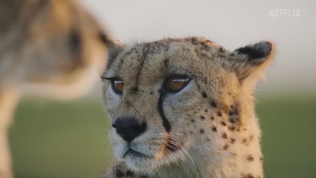 Avcılar (2022) - Fragman