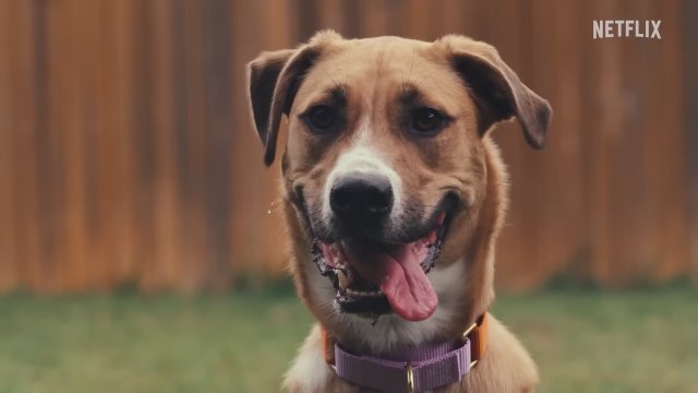 Inside the Mind of a Dog (2024) Fragman
