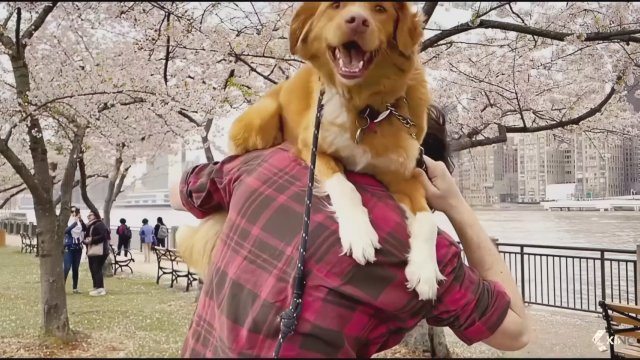 Good Boy (2025) Fragman