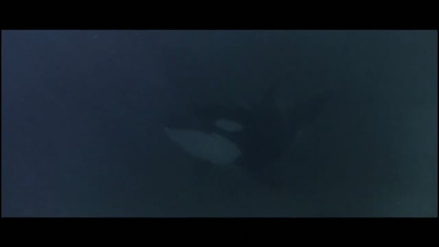 Katil Balina Orca (1977) Fragman
