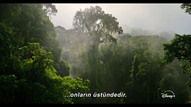 Orangutan (2026) Fragman