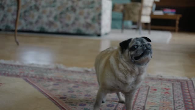 Let Sleeping Dogs Lie (2026) Fragman