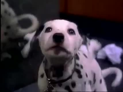 102 Dalmaçyalı Fragman