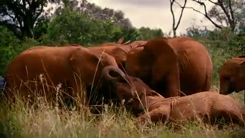 Born To Be Wild Fragman
