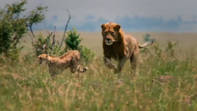 African Cats: Kingdom Of Courage Fragman 2