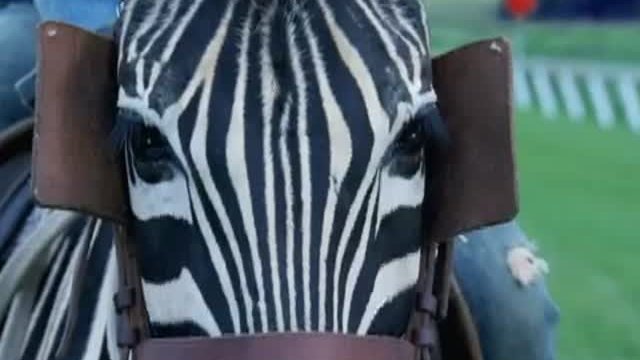 Racing Stripes Fragmanı