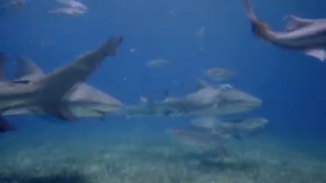 Deep Sea 3d Fragmanı