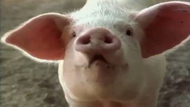 Secondhand Lions Fragmanı