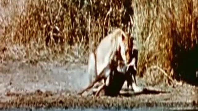 Strange Wilderness Fragmanı