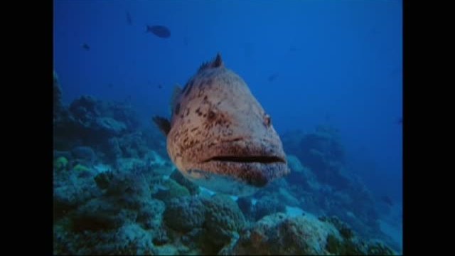 Under The Sea 3d Fragmanı