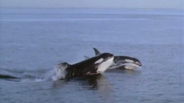 Free Willy 3: The Rescue Fragmanı