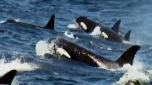 Arctic Tale Fragmanı