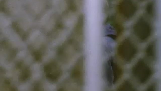 The Woodsman Fragmanı