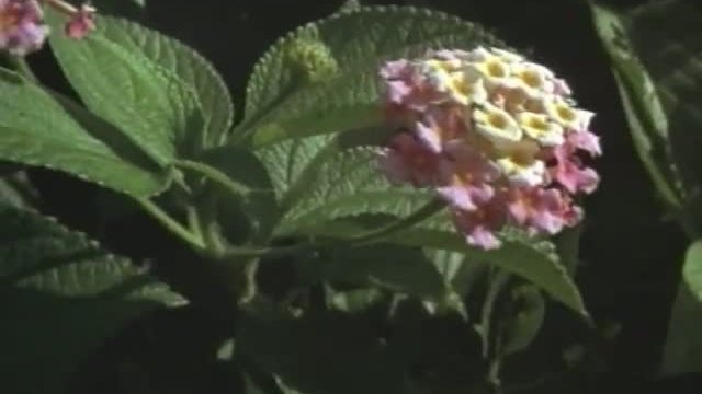 Lantana Fragmanı