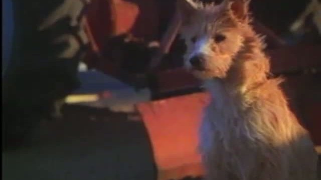 Threewishes Fragmanı