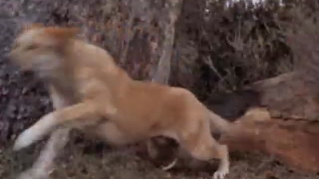 Old Yeller Fragmanı