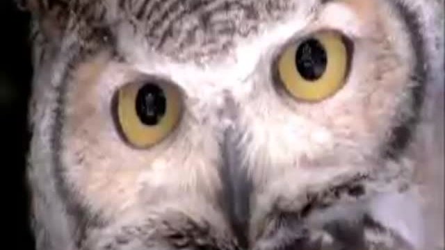 The Secret Of The Nutcracker Fragmanı